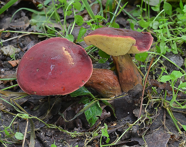 suchohríb karmínový Hortiboletus rubellus (Krombh.) Simonini, Vizzini & Gelardi