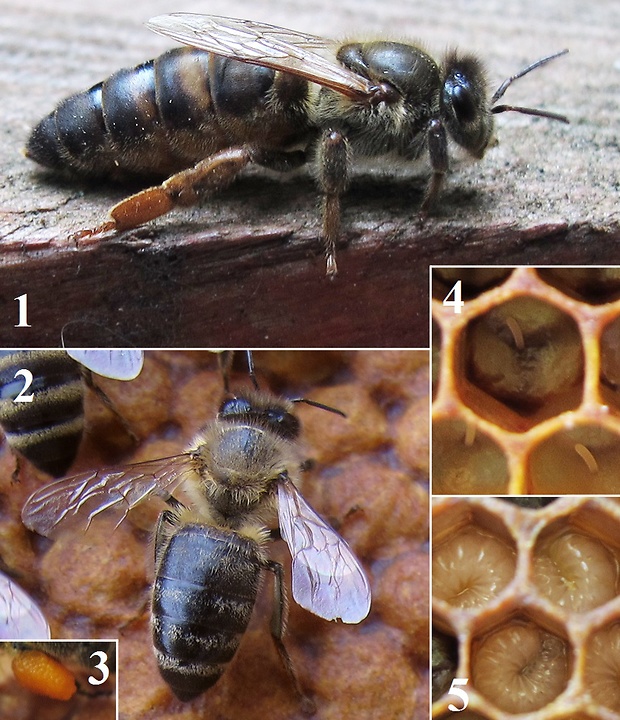 včela medonosná Apis mellifera