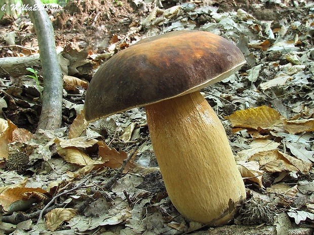 hríb bronzový Boletus aereus Bull. ex Fr.