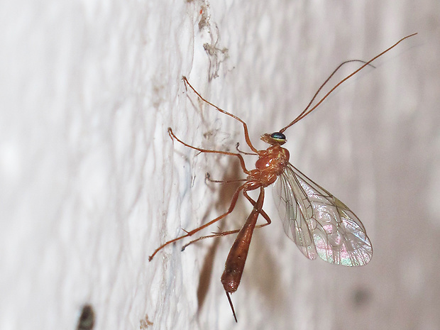 lumok Enicophilus ramidulus