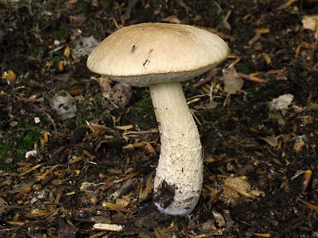 kozák brezový Leccinum scabrum (Bull.) Gray