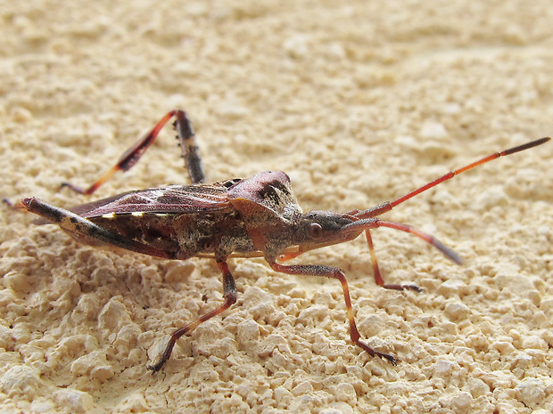 obrubnica americká Leptogrossus occidentalis