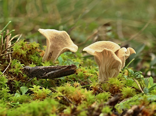 rebrovička lopatkovitá Arrhenia spathulata (Fr.) Redhead