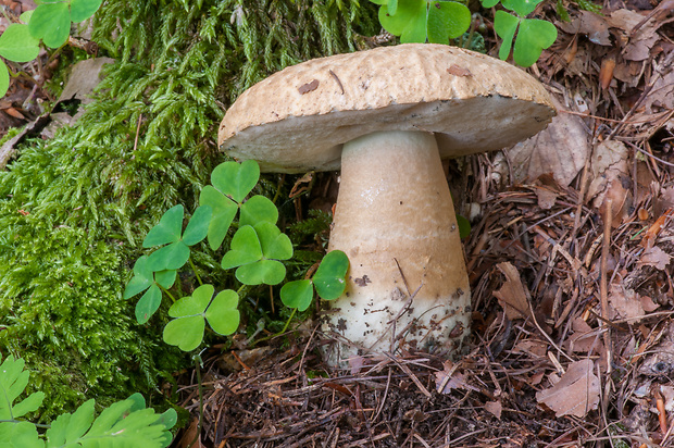 hríbnik modrejúci Gyroporus cyanescens (Bull.) Quél.