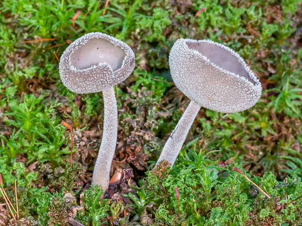 chriapač Helvella villosa?