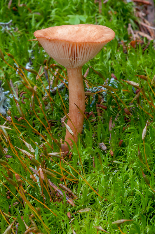 rýdzik Lactarius sp.