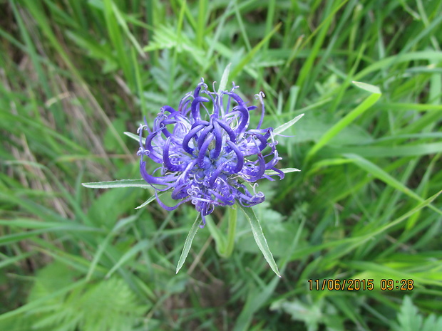 zerva hlavičkatá Phyteuma orbiculare L.