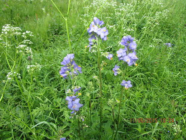 vojnovka belasá Polemonium caeruleum L.