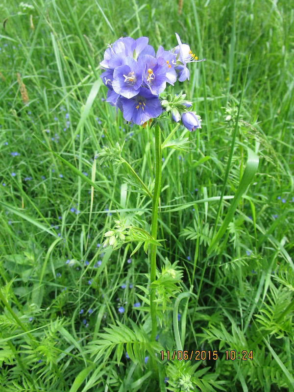 vojnovka belasá Polemonium caeruleum L.