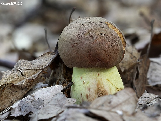 hríb príveskatý Butyriboletus appendiculatus (Schaeff. ex Fr.) Secr.