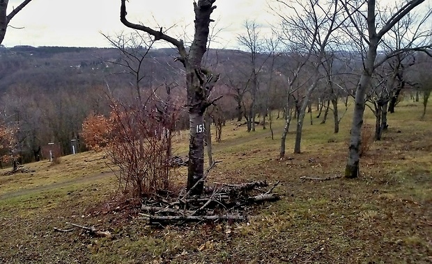 kráterokrčka čerešňová Craterocolla cerasi (Schumach.) Sacc.