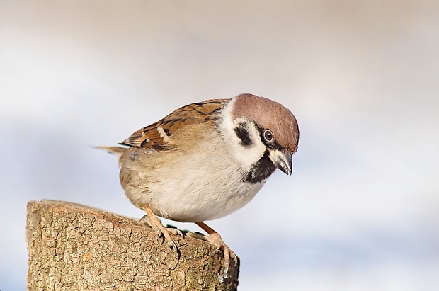 vrabec poľný Passer montanus