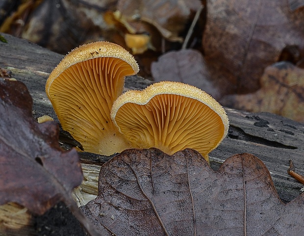 hlivník hniezdovitý Phyllotopsis nidulans (Pers.) Singer