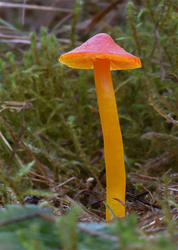 lúčnica Hygrocybe sp.