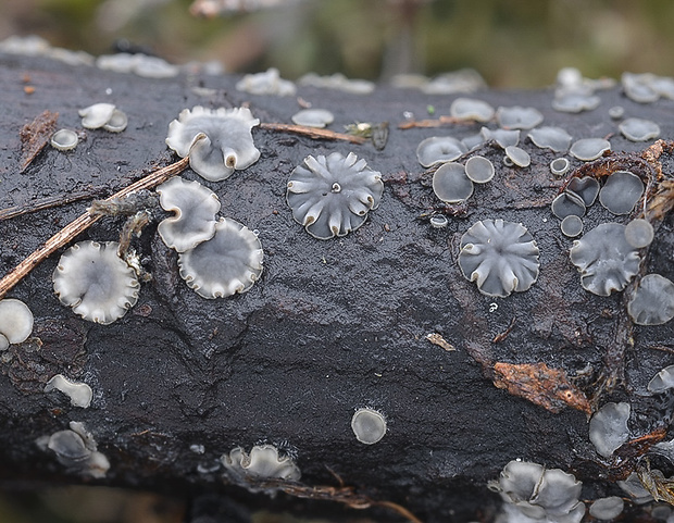 molízia Mollisia sp.