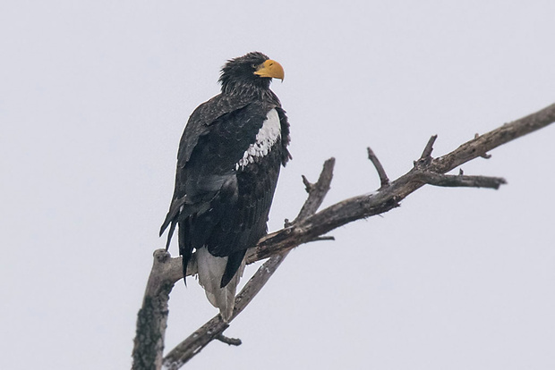 orliak hrubozobý (Kamčatský)  Haliaeetus pelagicus