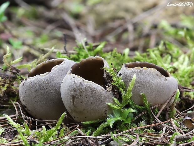 chriapač sosnový Helvella leucomelaena (Pers.) Nannf.