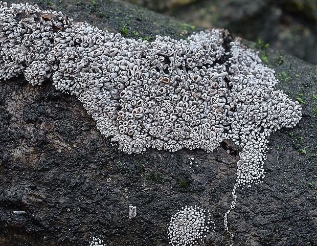 trúbeľka topoľová Phaeosolenia densa (Berk.) W.B. Cooke