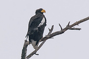 orliak hrubozobý (Kamčatský) 