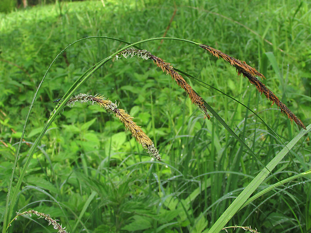 ostrica štíhla Carex acuta L.