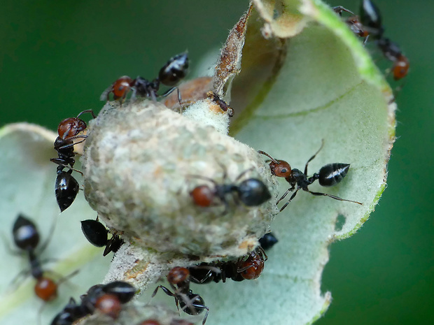 mravenec Crematogaster scutellaris