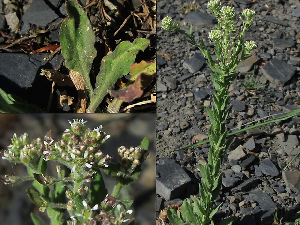 žerucha poľná Lepidium campestre (L.) R. Br.