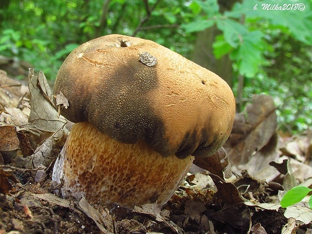 hríb bronzový Boletus aereus Bull. ex Fr.