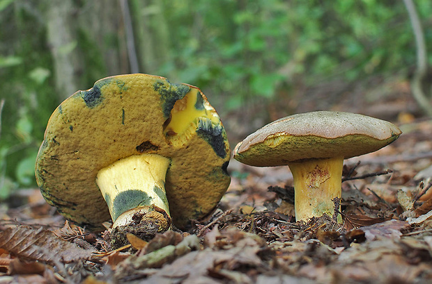 hríb striebristý Butyriboletus fechtneri (Velen.) D. Arora & J.L. Frank