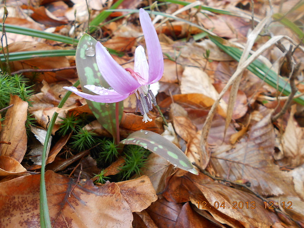 kandik psí Erythronium dens-canis L.