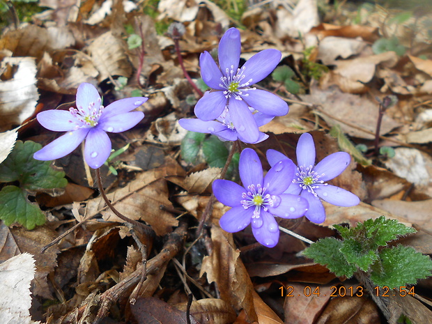 pečeňovník trojlaločný Hepatica nobilis Schreb.