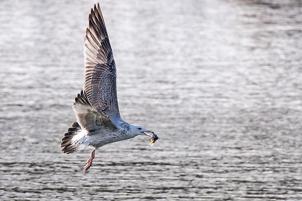 čajka žltonohá   Larus michahellis