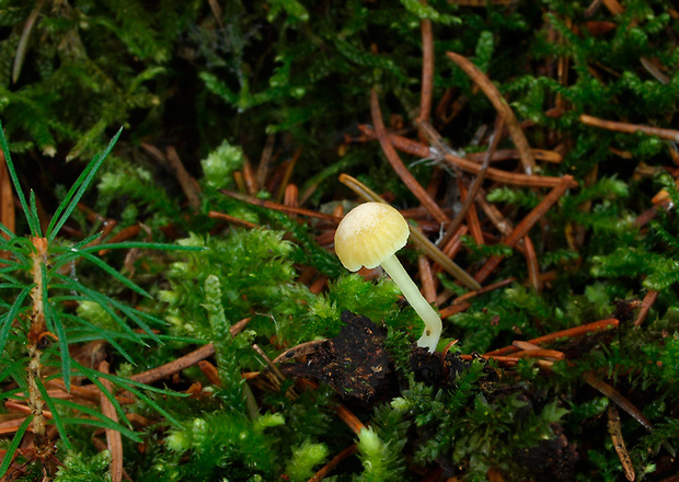 kalichovka matná Chrysomphalina grossula (Pers.) Norvell, Redhead & Ammirati