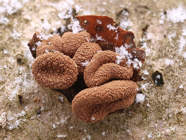 dutinovka otrubnatá Encoelia furfuracea (Roth) P. Karst.