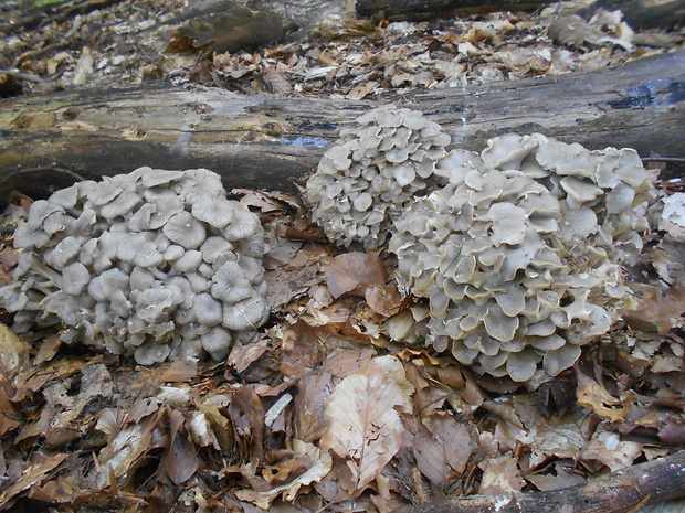 trúdnik klobúčkatý Polyporus umbellatus (Pers.) Fr.