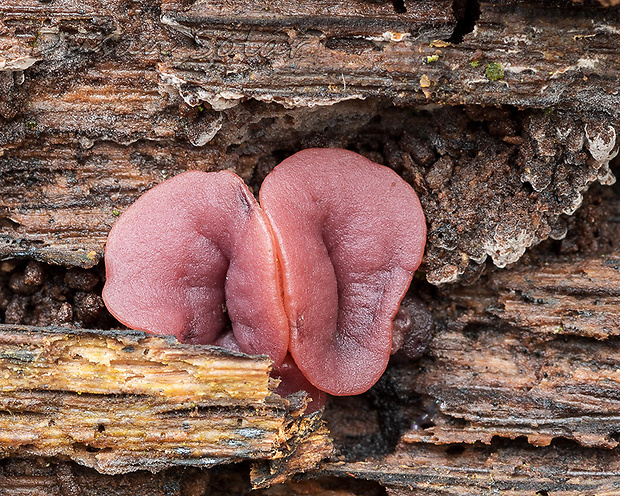 vrtidlovka veľkovýtrusná Ascocoryne cylichnium (Tul.) Korf