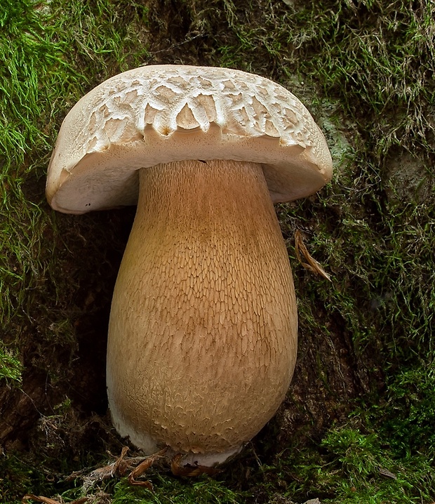 hríb dubový Boletus reticulatus Schaeff.