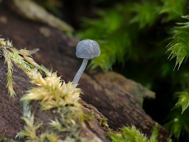 prilbička modrosivá Mycena pseudocorticola Kühner