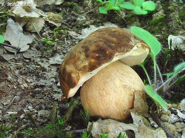 hríb bronzový Boletus aereus Bull. ex Fr.