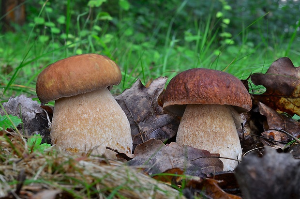 hríb dubový Boletus reticulatus Schaeff.