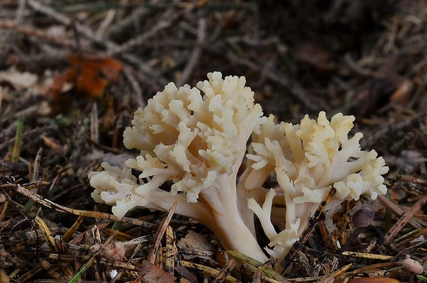 konárovka popolavá Clavulina cinerea (Bull.) J. Schröt.