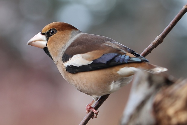 glezg hrubozobý Coccothraustes coccothraustes