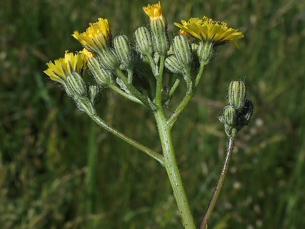 chlpánik úzkolistý Pilosella piloselloides (Vill.) Soják