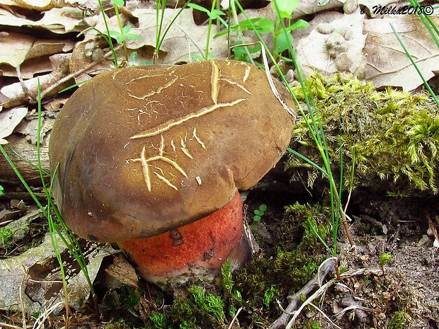 hríb zrnitohlúbikový Sutorius luridiformis (Rostk.) G. Wu & Zhu L. Yang