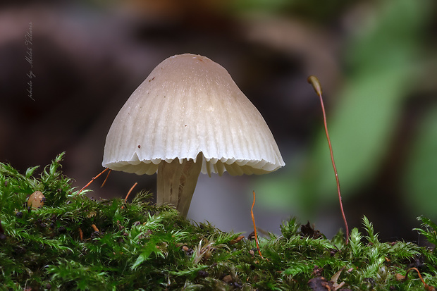 prilbička Mycena sp.