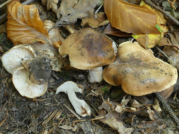 čírovka zelenohnedastá Tricholoma sejunctum (Sowerby) Quél.