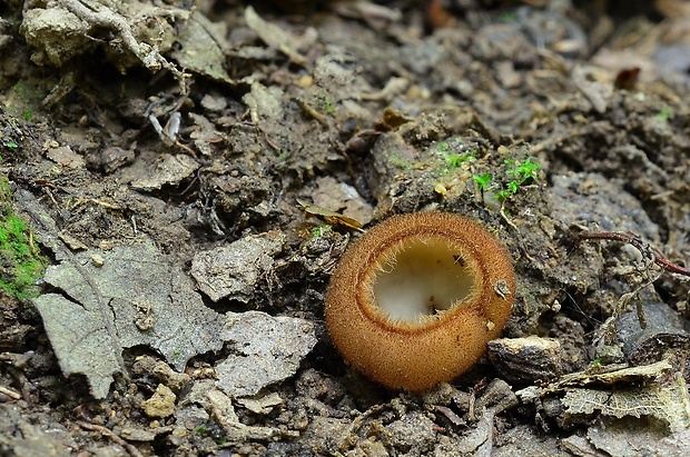 humária polguľovitá Humaria hemisphaerica (F.H. Wigg.) Fuckel