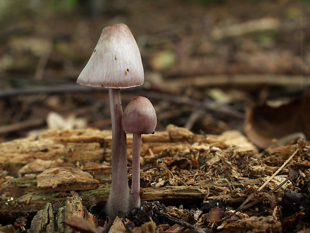 prilbička krvavomliečna Mycena haematopus (Pers.) P. Kumm.