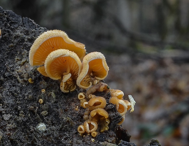 hlivník hniezdovitý Phyllotopsis nidulans (Pers.) Singer