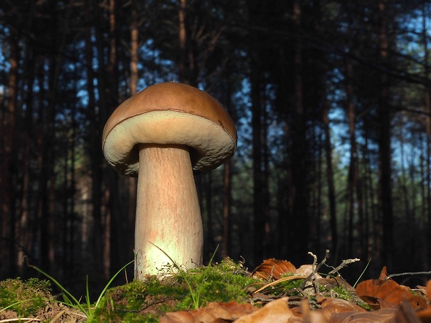 hríb smrekový Boletus edulis Bull.