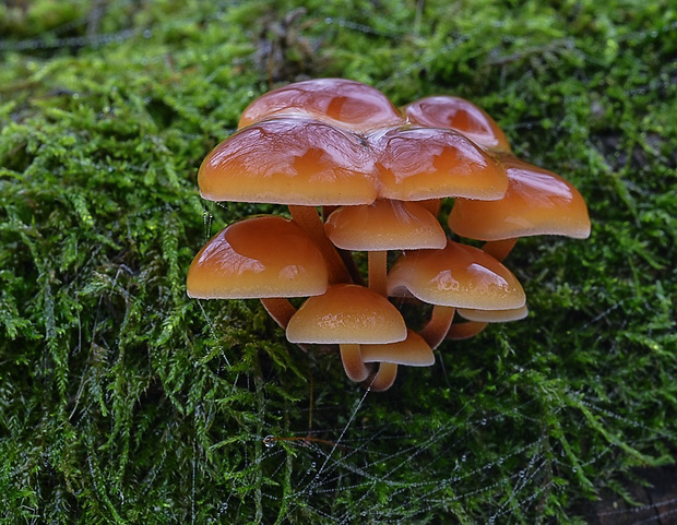 plamienka Flammulina sp.